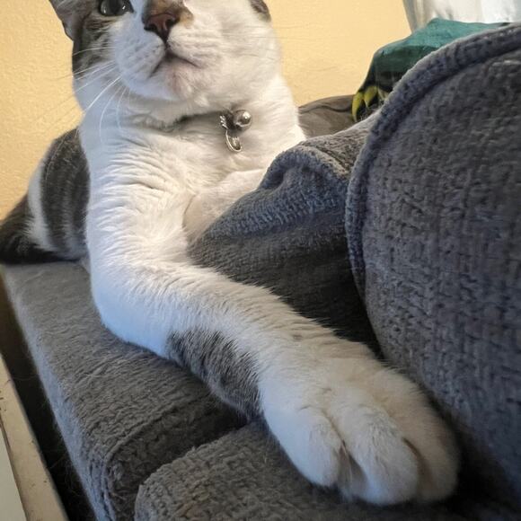 Sincerely Jules Cream Cozy Fuzzy Full Zip High Neck Cardigan Sweater Size L - Picture 3 of 8